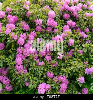 Blooming hybrid Azalia Rhododendron hybridum selection in a greenhouse Stock Photo
