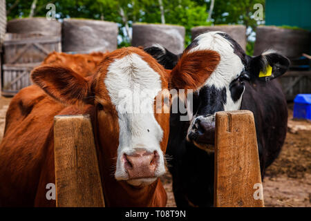 Crossbred beef calves in a feedlot. The closer a cross between a hereford and a limousin and the back calf a ' a cross between a hereford and an angus. Stock Photo