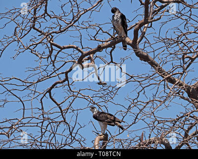 breeding pair of powerful African Hawk Eagles (Aquila spilogaster) perched in leafless tree in Tsavo West NP, Kenya, Africa Stock Photo