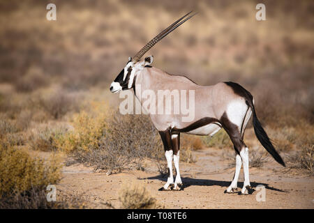 Gemsbok portrait in the Kgalagadi Park South Africa, Oryx gazella Stock Photo