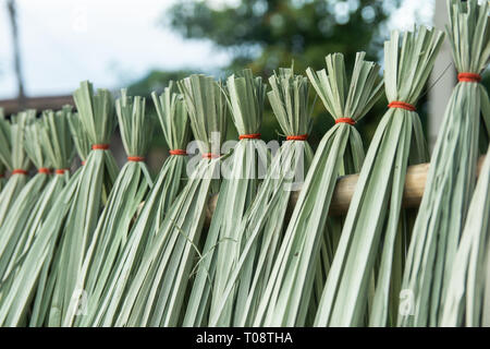 Cyperus imbricatus or reed dried for made reed mats Stock Photo