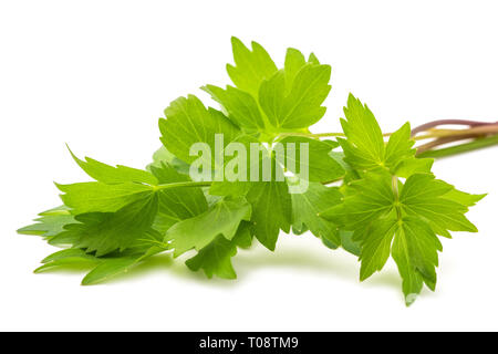 Fresh lovage  (Levisticum officinale) isolated on white background Stock Photo