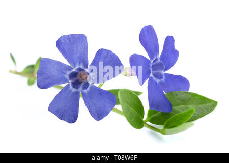 periwinkle branch with flowers isolated on white Stock Photo