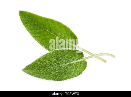 fresh  sage leaves isolated on white background Stock Photo