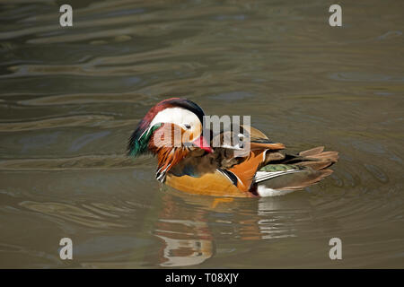 Single male Mandarin duck, Aix galericulata, swimming, Wildfowl and Wetland Trust, Slimbridge, UK Stock Photo