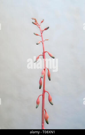 vertical flowering stem of an Aloe succulent plant Stock Photo