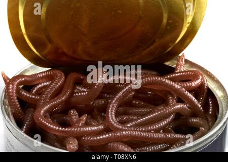 Close-up of an open can of worms - the can is open and the slimy worms, reflected in the open lid of the can get their first taste of daylight. Stock Photo
