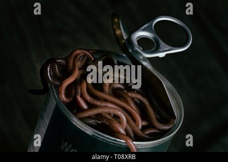 Dark, moody studio shot depicting a freshly opened can of worms. One dark worm is already leaving the can. Stock Photo