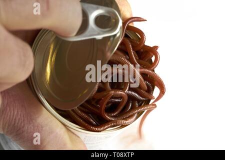 Opening a can of worms - studio stock photo with white copy space. The nasty worms have been set loose. Stock Photo