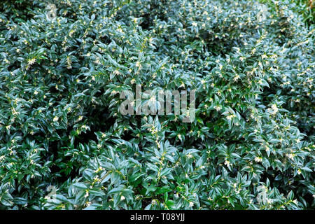 Sarcococca flowering shrub with fragrant white flowers in winter City of London England UK  February 2019   KATHY DEWITT Stock Photo