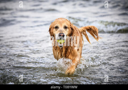 Golden Retriever dog fetching a ball, Lake Winnipeg, Manitoba, Canada. Stock Photo