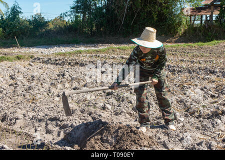 Gardener woman holding hoe. doing vegetable garden for Sweet potato planting Stock Photo