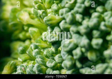 Green aproach to broccoli scene Stock Photo