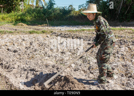 Gardener woman holding hoe. doing vegetable garden for Sweet potato planting Stock Photo