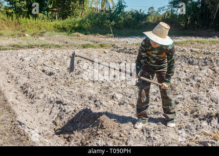 Gardener woman holding hoe. doing vegetable garden for Sweet potato planting Stock Photo