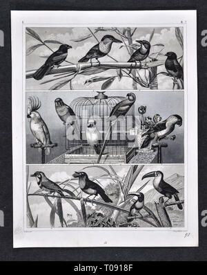 1849 Bilder Zoological Print of Various Bird Species Stock Photo