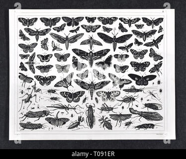 1849 Bilder Zoological Print of various Insects including Moths, Butterfly, Grasshopper, Praying Mantis, Crickets, Walking Sticks and others Stock Photo