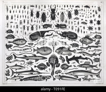 1849 Bilder Atlas Print Showing various zoological species of insects, turtles, frogs and fish Stock Photo