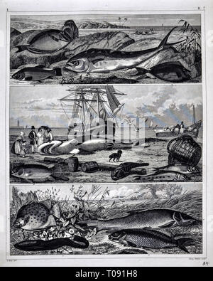 1849 Bilder Zoological Print of Various Fish Species Stock Photo