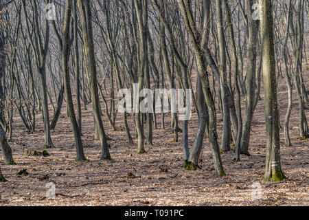 Hoia Baciu Forest - World’s Most Haunted Forest with a reputation for many intense paranormal activity and unexplained events. Inside Hoia Baciu Haunt Stock Photo