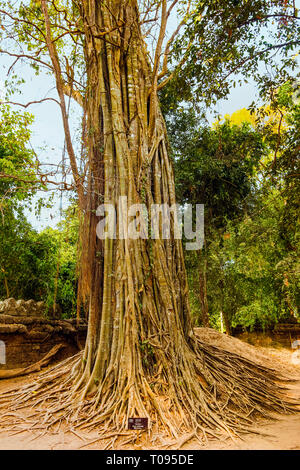 Ficus Altissima, an epiphyte strangler fig that overwhelms other trees, at Ta Som temple; Ta Som, Angkor, Siem Reap, Cambodia. Stock Photo