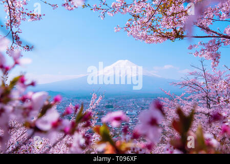 sakura-tree-in-japan-blooming-