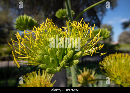 Close-up on an agave yellow flower with blur background, Umm Al Emarat Park, Abu Dhabi, United Arab Emirates Stock Photo