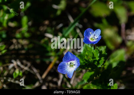 Close up of small blue wildflowers in early spring Stock Photo