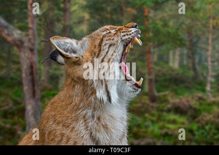 Close up portrait of yawning Eurasian lynx (Lynx lynx) showing teeth and long canines in open mouth in forest Stock Photo