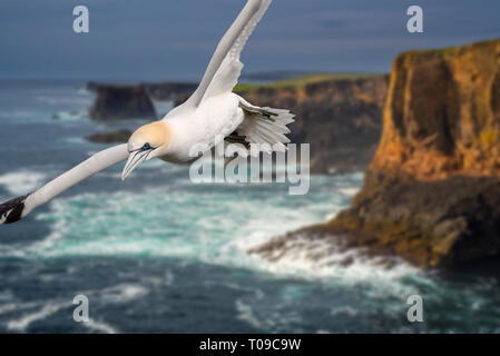 Northern gannet (Morus bassanus) flying in front of sea cliffs at Eshaness at during approaching storm, Northmavine, Shetland Islands, Scotland, UK Stock Photo