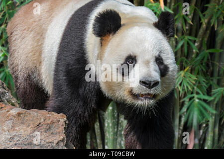 Giant panda (Ailuropoda melanoleuca) close up portrait in bamboo forest Stock Photo
