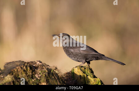 Detailed close up of single adult female common blackbird (Turdus merula) perched on tree stump, in winter morning sunlight, natural woodland setting. Stock Photo