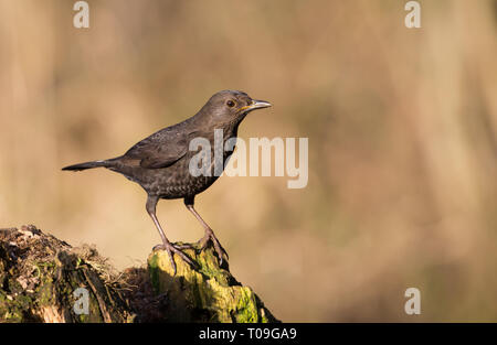 Detailed close up, female UK common blackbird (Turdus merula) isolated on tree stump, perching in winter sunshine, natural UK woodland. British birds. Stock Photo