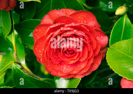 Red camellia flower with rain drops on a tree. Winter rose Stock Photo