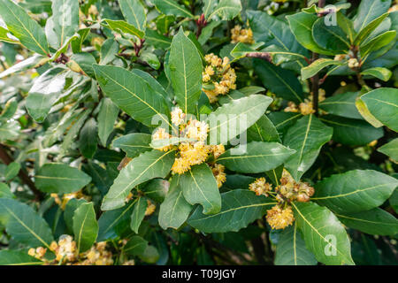 Bay tree with blossom flowers on spring time. Laurus nobilis Stock Photo