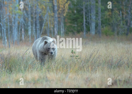 A young male Eurasian brown bear (Ursus arctos arctos) stands on a hill ...