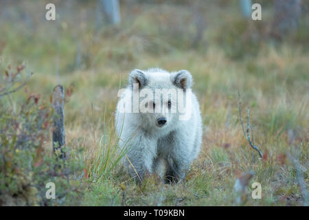 Eurasian Brown Bear - Curious Cub Stock Photo