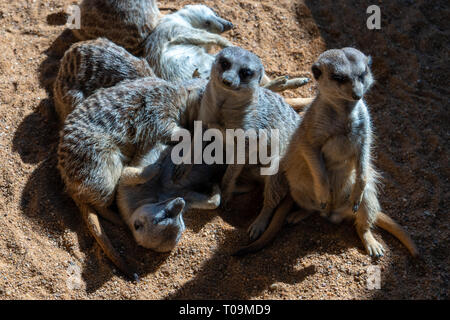 VALENCIA, SPAIN - FEBRUARY 26 : Meerkats at the Bioparc in Valencia Spain on February 26, 2019 Stock Photo