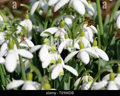 close up of snowdrops in warm sunlight with flying bee and sitting spider Stock Photo