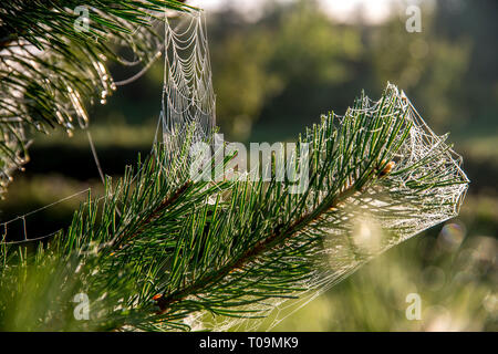 Spider web on the pine tree on green forest background.. Cobweb. Spider web is web made by spider. Spider net in nature. Stock Photo