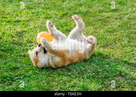 A funny Akita Inu puppy, 8 weeks old female, playing with a ball in a green grass meadow, roll around on its back and exposes its belly Stock Photo