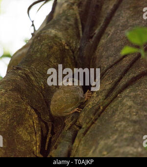 A tarsius on a tree at night in Sulawesi Stock Photo