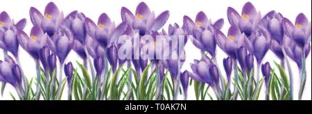 Crocus flowers background Vector watercolor. Botanical floral banner isolated. Spring season template Stock Vector