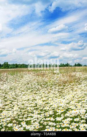 spring landscape with flowering flowers on meadow. white chamomile blossom on field. summer view of blooming wild flowers in meadow Stock Photo