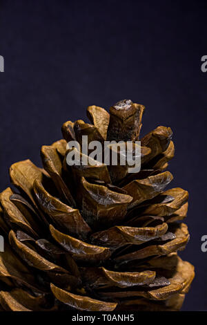Part of big pine cone on black background. Hard natural light. One fir cone. With scales and partly vivsible seeds Stock Photo
