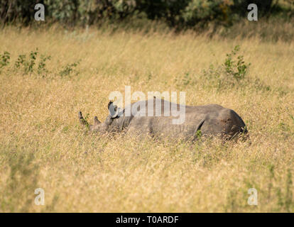 Southern White Rhinoceros, Ceratotherium simum simum, in Maasai Mara National Reserve, Kenya. A Yellow-billed Oxpecker, Buphagus africanus, is perched Stock Photo