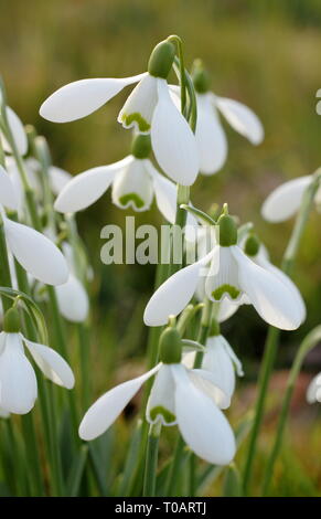 Snowdrops in sunshine. Galanthus nivalis, snowdrop display illuminated by winter sunlight in February, UK Stock Photo