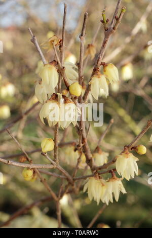 Chimonanthus praecox 'Luteus'.  Highly fragrant, winter blooms of Yellow wintersweet - February, UK. AGM Stock Photo