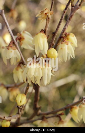 Chimonanthus praecox 'Luteus'.  Highly fragrant, winter blooms of Yellow wintersweet - February, UK. AGM Stock Photo