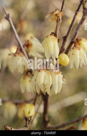 Chimonanthus praecox 'Luteus'.  Highly fragrant, winter blooms of Yellow wintersweet - February, UK. AGM Stock Photo